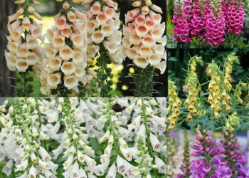 Blossoming Wonders: Unveiling J. Parker’s Treasure Trove of Garden Delights