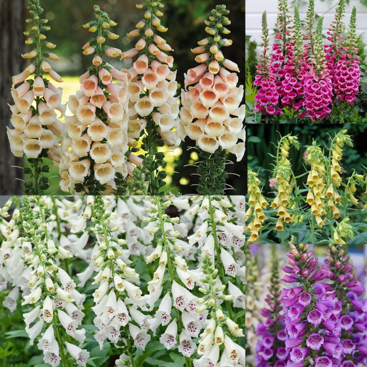 Blossoming Wonders: Unveiling J. Parker’s Treasure Trove of Garden Delights