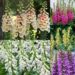 Blossoming Wonders: Unveiling J. Parker’s Treasure Trove of Garden Delights
