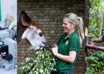 ZSL: Pioneering Conservation Through Innovation