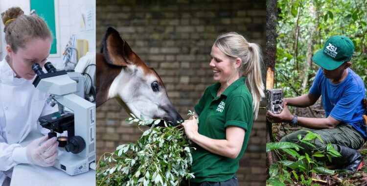 ZSL: Pioneering Conservation Through Innovation