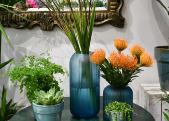 Embrace Nature at Home with Moyses Stevens’ Exquisite Houseplants