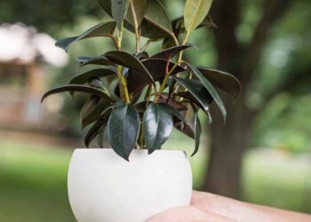 Moyses Stevens: Transform Your Home with Lush Green Plants