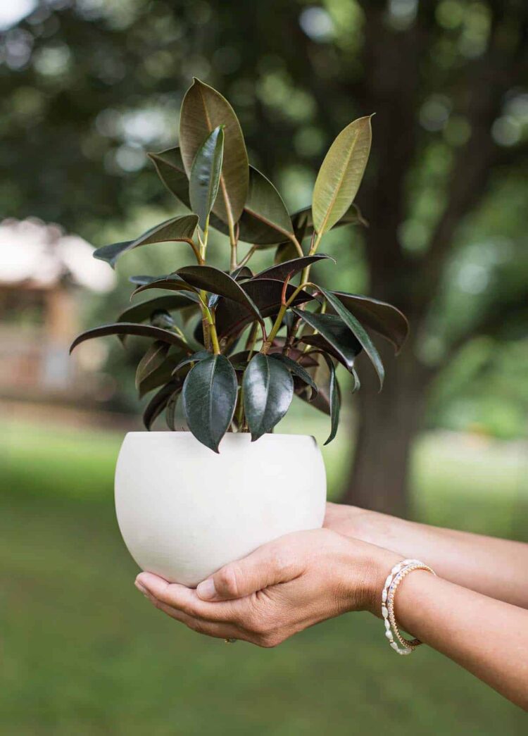 Moyses Stevens: Transform Your Home with Lush Green Plants