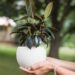 Moyses Stevens: Transform Your Home with Lush Green Plants