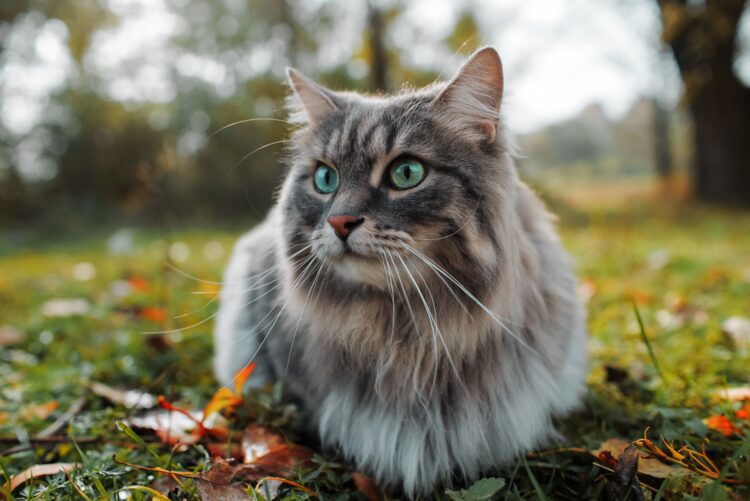 Unleash Feline Wellness: Dive into YuMOVE’s Range of Cat Supplements