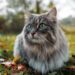 Unleash Feline Wellness: Dive into YuMOVE’s Range of Cat Supplements