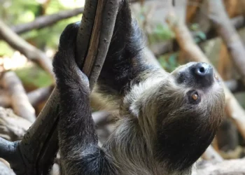 ZSL London Zoo: Connecting Visitors to Wildlife Conservation