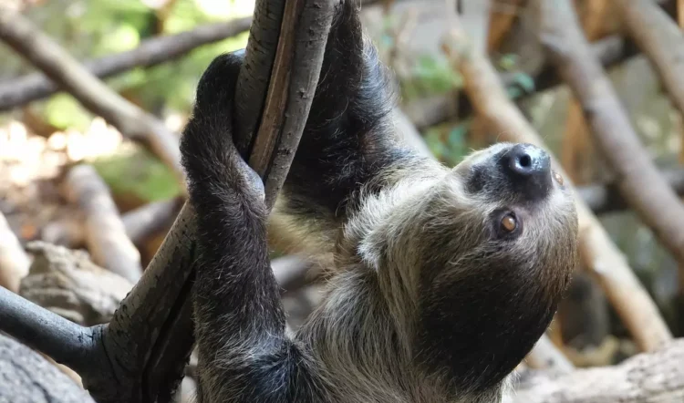 ZSL London Zoo: Connecting Visitors to Wildlife Conservation