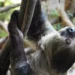 ZSL London Zoo: Connecting Visitors to Wildlife Conservation