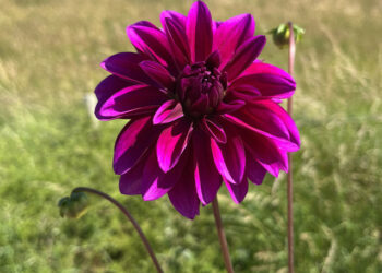 Effortless Elegance: Enhance Your Garden with J. Parker’s Dahlia Tubers
