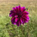 Effortless Elegance: Enhance Your Garden with J. Parker’s Dahlia Tubers