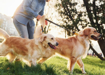 Pet Parent’s Dream: YuMOVE’s Spring Sale Offers 30% Off Top Supplements