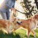 Pet Parent’s Dream: YuMOVE’s Spring Sale Offers 30% Off Top Supplements