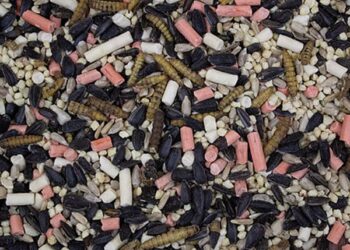Bringing Nature Home: Exploring the Diversity of Seed Mixes from Garden Wildlife Direct
