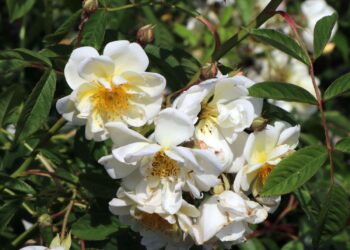 Florale Eleganz entdecken: Die exquisite Rosenkollektion der Baumschule-Horstmann