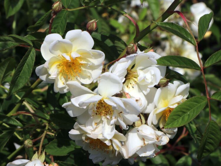Florale Eleganz entdecken: Die exquisite Rosenkollektion der Baumschule-Horstmann