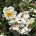 Florale Eleganz entdecken: Die exquisite Rosenkollektion der Baumschule-Horstmann