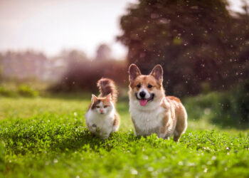 YuMove’s April Deals Are Here – Treat Your Furry Friends to Top-Notch Supplements