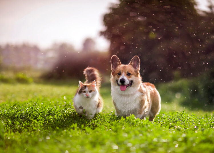 YuMove’s April Deals Are Here – Treat Your Furry Friends to Top-Notch Supplements
