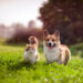 YuMove’s April Deals Are Here – Treat Your Furry Friends to Top-Notch Supplements