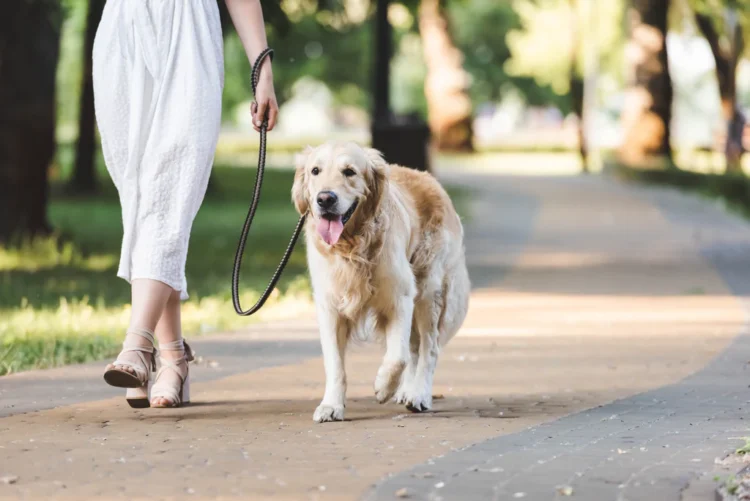 Save Big on Pet Health: YuMOVE’s May Sale Offers 30% Off!
