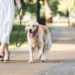 Save Big on Pet Health: YuMOVE’s May Sale Offers 30% Off!