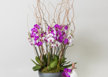 Transform Your Space with Trendy Houseplants from Moyses Stevens
