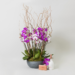 Transform Your Space with Trendy Houseplants from Moyses Stevens