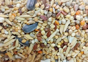 Transform Your Garden with Garden Wildlife Direct’s Premium Seed Mix