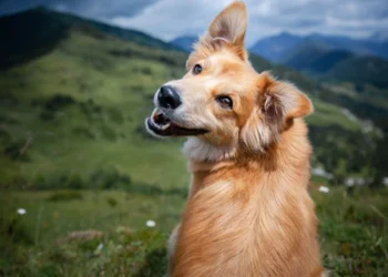 Tailored Solutions: YuMOVE Joint Care Supplements for Dogs