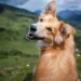 Tailored Solutions: YuMOVE Joint Care Supplements for Dogs