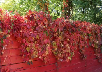 Verwandeln Sie Ihren Garten: Top-Kletterpflanzen von Baumschule-Horstmann