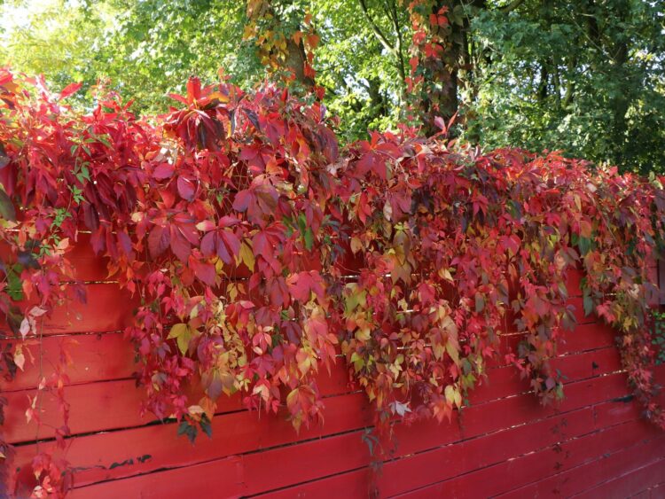 Verwandeln Sie Ihren Garten: Top-Kletterpflanzen von Baumschule-Horstmann