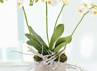 Bloom into Spring: Discover Haute Florist’s Elegant Spring Plants