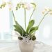 Bloom into Spring: Discover Haute Florist’s Elegant Spring Plants