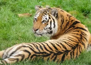 ZSL: Pioneering Conservation and Scientific Excellence for a Sustainable Future