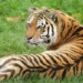 ZSL: Pioneering Conservation and Scientific Excellence for a Sustainable Future