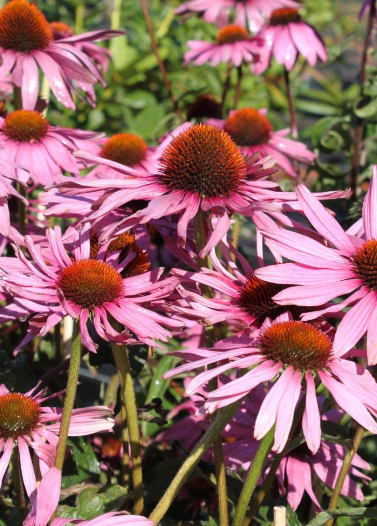 Verwandeln Sie Ihren Garten mit exquisiten Pflanzen von Baumschule Horstmann