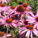 Verwandeln Sie Ihren Garten mit exquisiten Pflanzen von Baumschule Horstmann