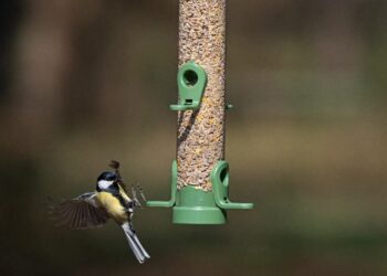 Feather Your Nest with RSPB: Unveiling Exciting Bird Care Offers!