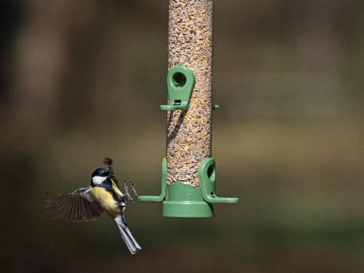 Feather Your Nest with RSPB: Unveiling Exciting Bird Care Offers!