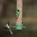 Feather Your Nest with RSPB: Unveiling Exciting Bird Care Offers!