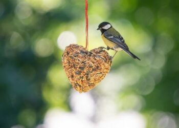 Die Natur nähren: Entdecken Sie die exquisite Vogelfutter-Kollektion von Vivara