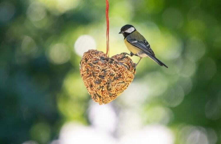 Die Natur nähren: Entdecken Sie die exquisite Vogelfutter-Kollektion von Vivara