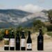 Celebre la Esencia de Solar de Samaniego: Un Recorrido por Sus Finos Vinos