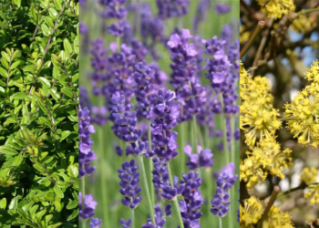 Erhöhen Sie Ihren Garten Mit Den Exquisiten Sträuchern Der Baumschule Horstmann