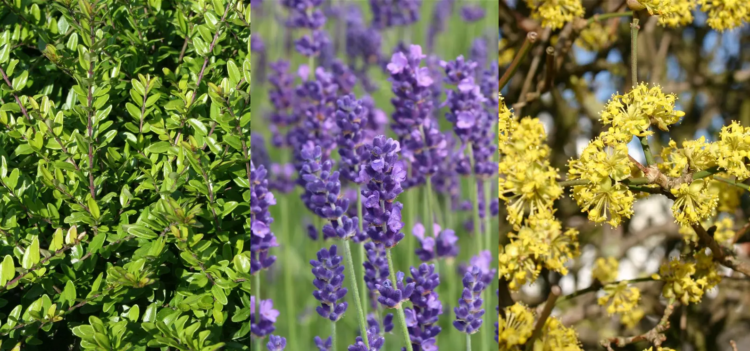 Erhöhen Sie Ihren Garten Mit Den Exquisiten Sträuchern Der Baumschule Horstmann