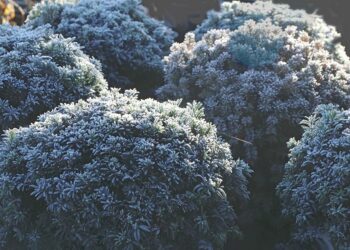 Pflanzenvielfalt und Gartenexpertise bei Baumschule Horstmann
