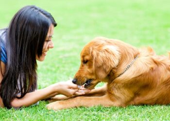 Enhance Your Pet’s Well-Being: Top Dog Supplements at YuMOVE